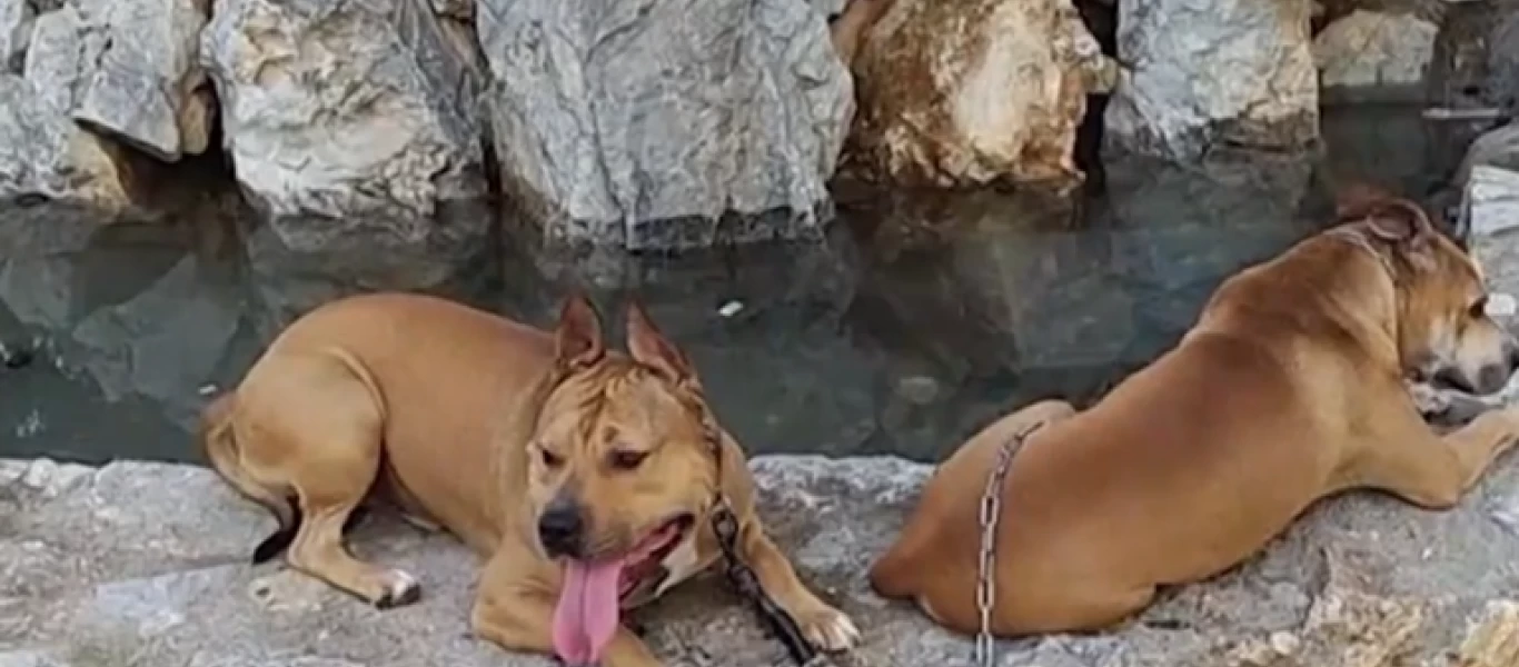 Πετρούπολη: Βίντεο - ντοκουμέντο από την επίθεση με τόξο σε σκύλο (βίντεο)